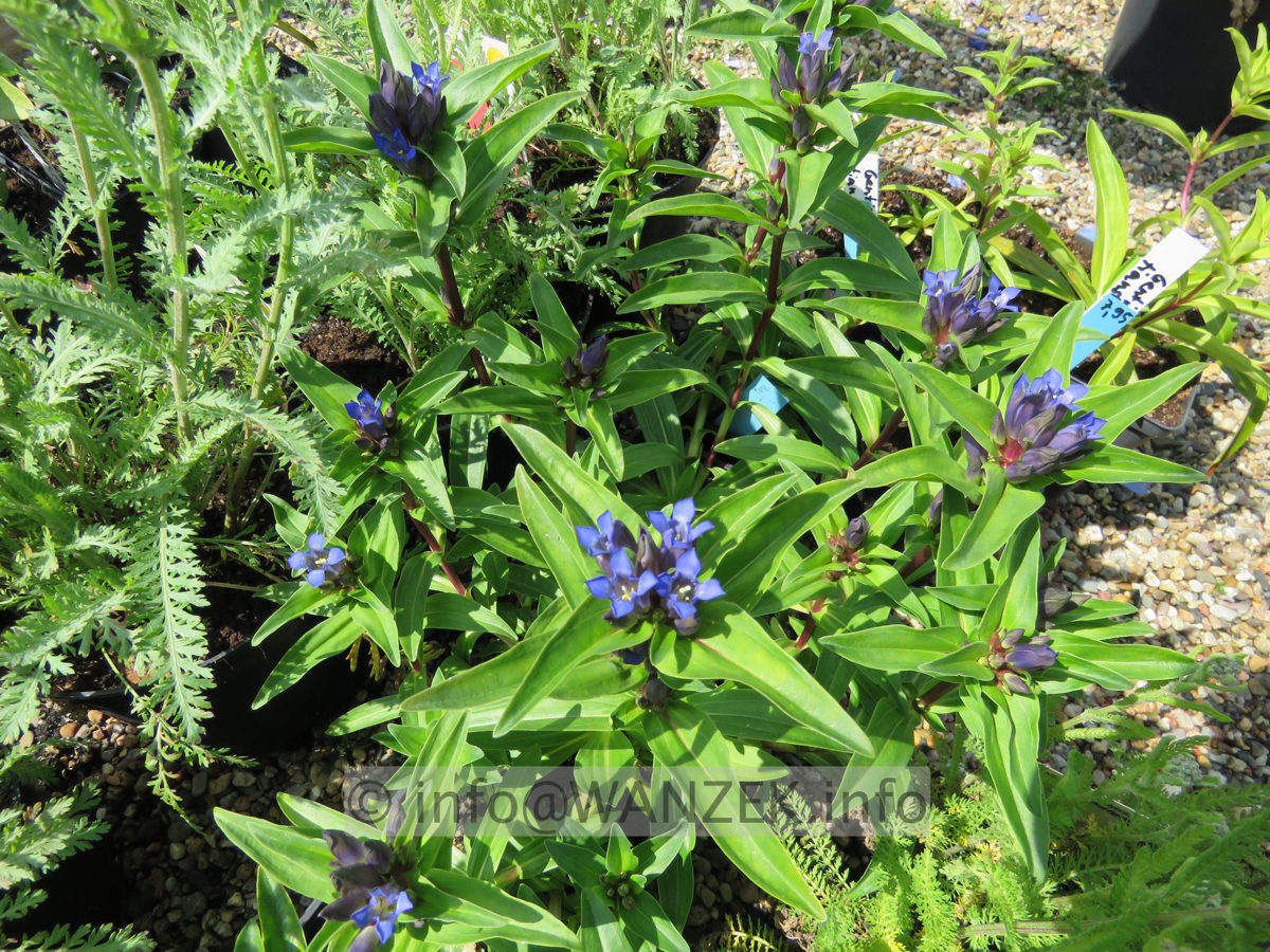 Gentiana tianshanica.JPG